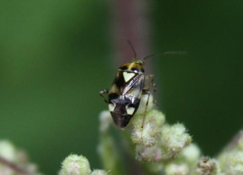 Liocoris tripustulatus